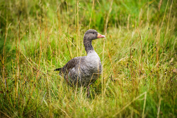 A gray goose sitting in the grass and looking around for food