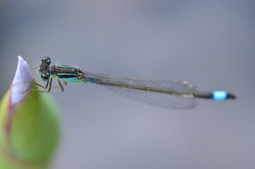 blaue Libelle sitzt auf Wasserlilie - dragonfly