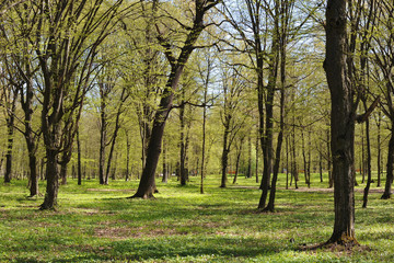 The beautiful green park