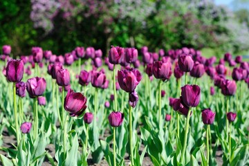 Obraz na płótnie Canvas The tulip field