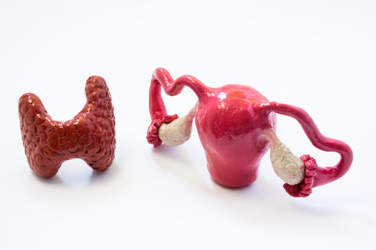 Thyroid gland and uterus and ovaries together. Mutual influence of hormones of thyroid and organs of female reproductive system to each other functions and diseases such infertility hypothyroidism