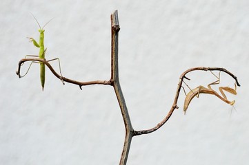 two praying mantises on dry branch