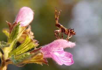 little beetle on the flower