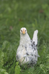 Freilaufendes Huhn