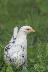 Freilaufendes Huhn