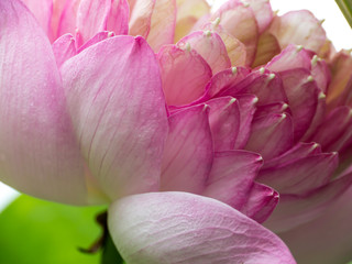 Fototapeta na wymiar Pink lotus flower close up