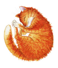 Hand drawn watercolor illustration of red fluffy cat. Design element for the invitations, logos, postcards, printed and handmade products.