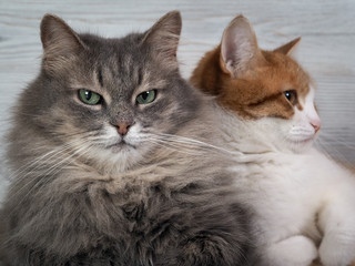 Close up of two cats