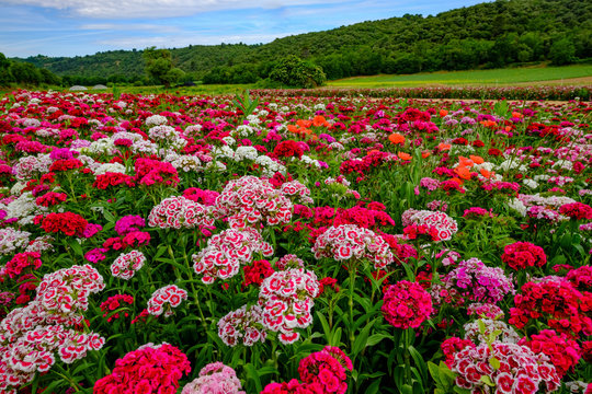 Champ d'oeillets de po&egrave;te de couleurs differentes en Provence, France.