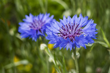  Blue cornflower