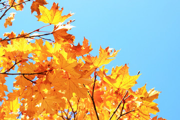 Maple leaves in fall, golden foliage, blue sky in background