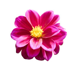 Pink chrysanthemum isolated on white background