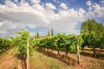 Fototapeta na wymiar Vineyard in Tuscany near Montepulciano, Italy
