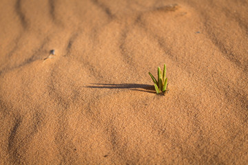 Coral Pink Sand Dunes