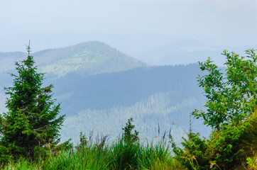 Travel, trekking. Summer landscape - mountains, green grass, trees and blue sky. Horizontal frame