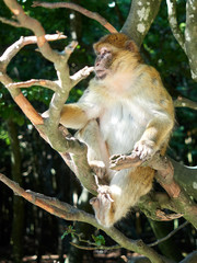 Berberaffe