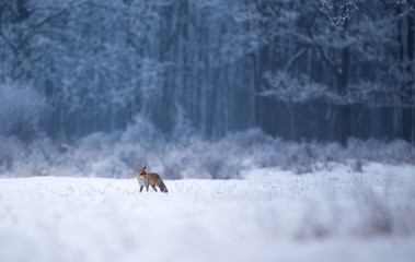 Red fox walking in forest on snow