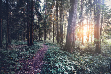 Sunset Or Sunrise In Forest Landscape. Sun Sunshine With Natural Sunlight And Sun Rays Through Woods Trees In Summer Forest