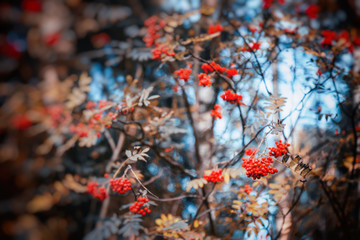 red berries of mountain ash, beautiful autumn natural background