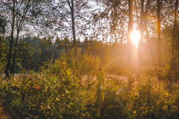 Fototapeta na wymiar Sunset Or Sunrise In Forest Landscape. Sun Sunshine With Natural Sunlight And Sun Rays Through Woods Trees In Summer Forest