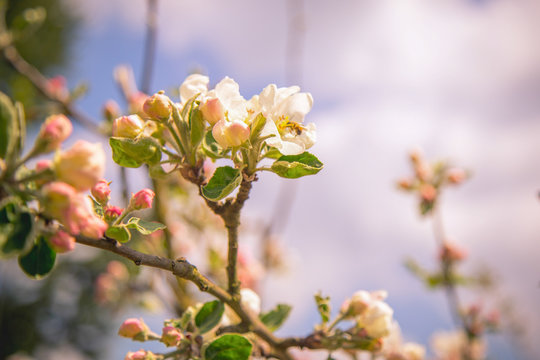 Fototapeta Wiosna w ogrodzie, kwiaty zakwitły, jabłoń styl Vintage