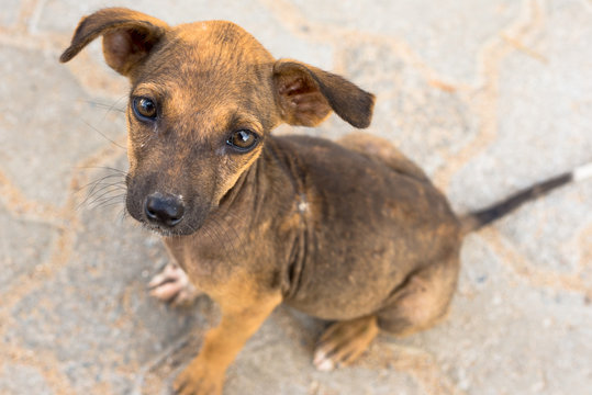 Little Indian pariah dog in Tissamaharama, Sri Lanka. The puppy is a free-ranging dog, living close to the monastery and Stupa Raja Maha Vihara