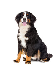 Bernese Mountain Dog on a white background