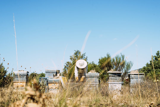 Beekeeper working collect honey.