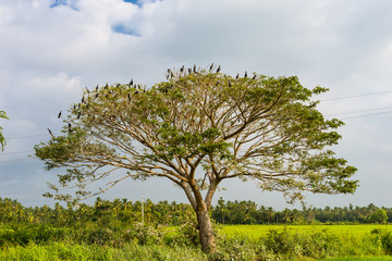 Obraz premium Great black cormorants on a rain tree in the paddy fields of the small town Tissamaharama in the southern province of Sri Lanka