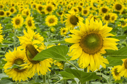 Field of sunflowers in full bloom