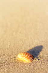 Detail of seashell in sand. Sunny day at Montego bay beach, Jamaica