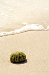 Detail of seashell in sand. Sunny day at Montego bay beach, Jamaica