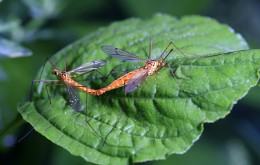 Aedes mosquitoes