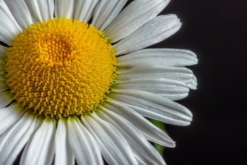 White Daisy on Dark Background