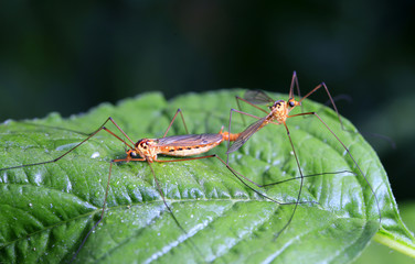 Aedes mosquitoes