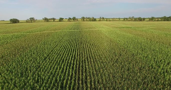 Aerial Corn Field Kansas 4K