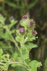 Arctium lappa