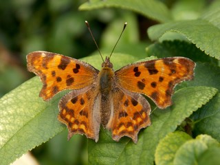 orange butterfly on green leaf