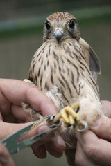 bird ringing - common kestrel (Falco tinnunculus)
