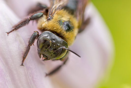 Macro Image of Bumble Bee on Pink Flower