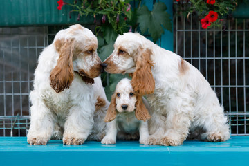 purebred English Cocker Spaniel with puppy