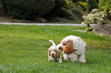 purebred English Cocker Spaniel with puppy