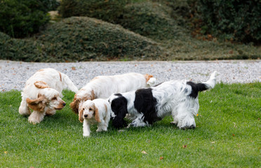 purebred English Cocker Spaniel with puppy