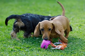 small dogs dachshund plays in garden