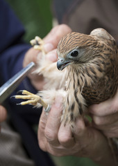 bird ringing - common kestrel (Falco tinnunculus)