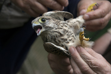bird ringing - common kestrel (Falco tinnunculus)