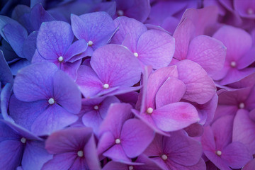 Macro Blue Hydrangea