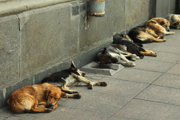 Stray dogs sleeping on a sidewalk