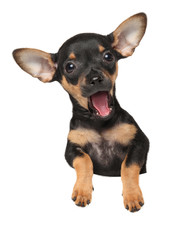 Happy Toy terrier