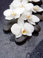 Zen stone and white orchid isolated.